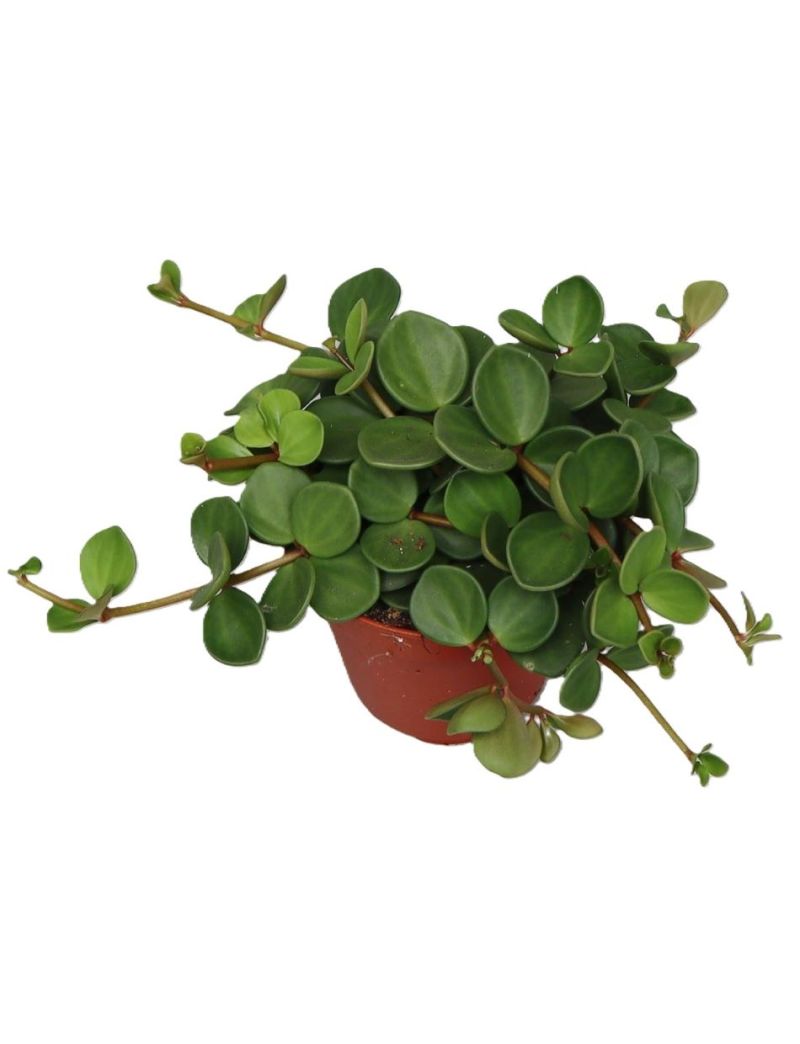 Peperomia tetraphylla 'Hope'