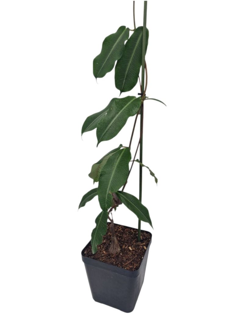 Petopentia natalensis