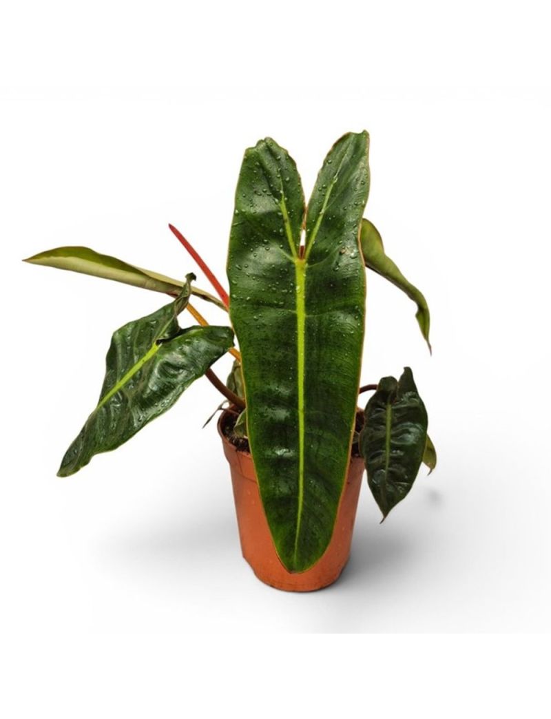 Philodendron atabapoense planta rara de coleção