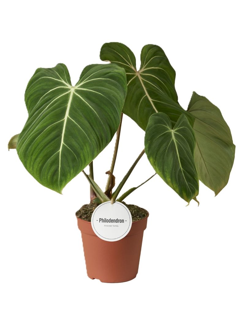 Philodendron gloriosum