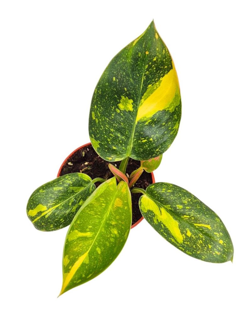 Philodendron &lsquo;Green Congo Variegata&rsquo; 