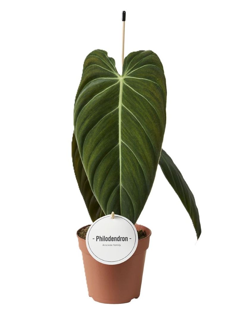 Philodendron melanochrysum com folhas aveludadas verde escuras e nervuras douradas de cole&ccedil;&atilde;o