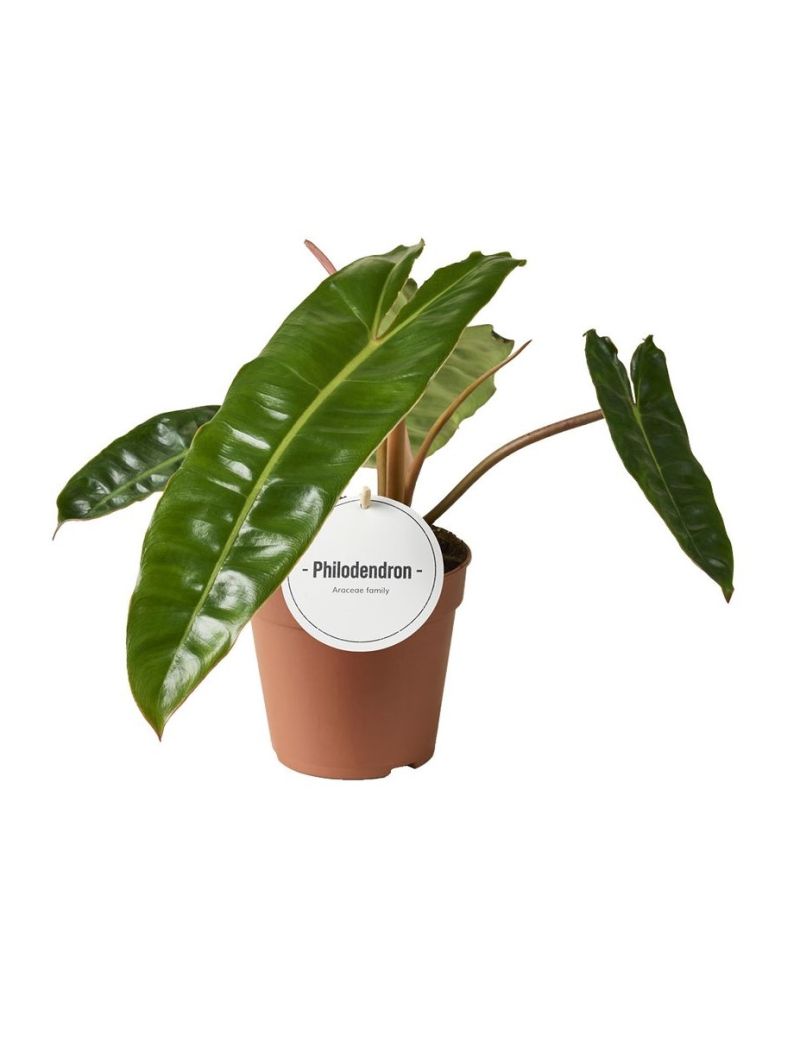 Philodendron billietiae