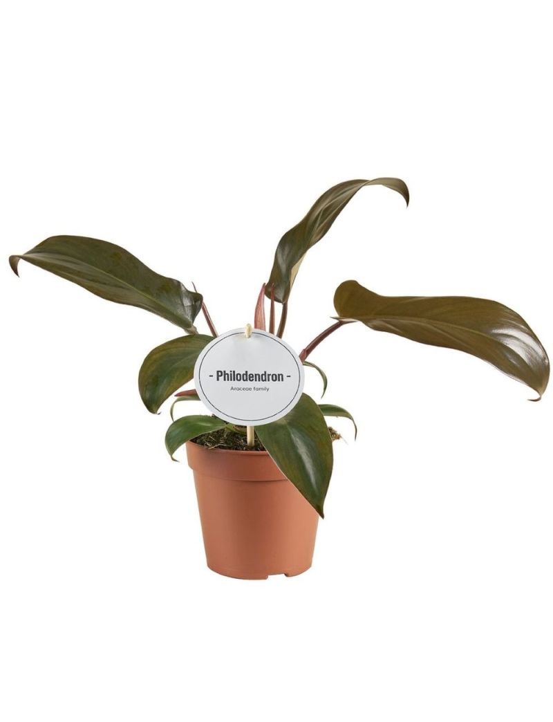 Philodendron 'Florida Bronze'