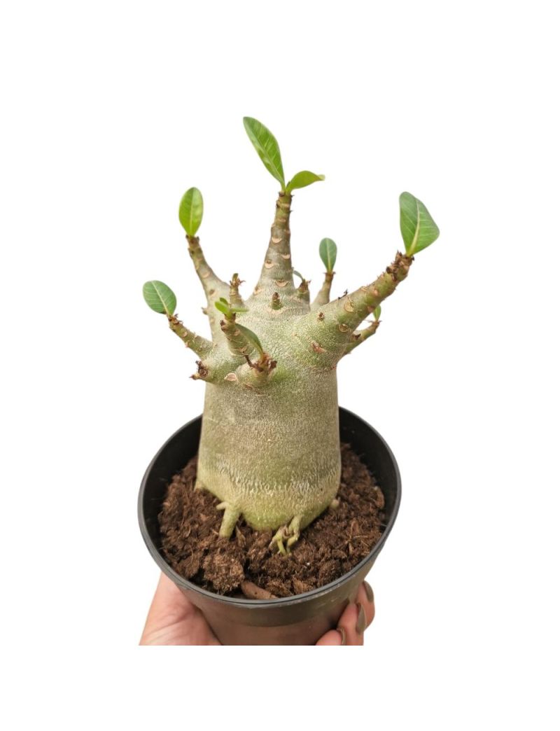 Adenium obesum 'Baobab'