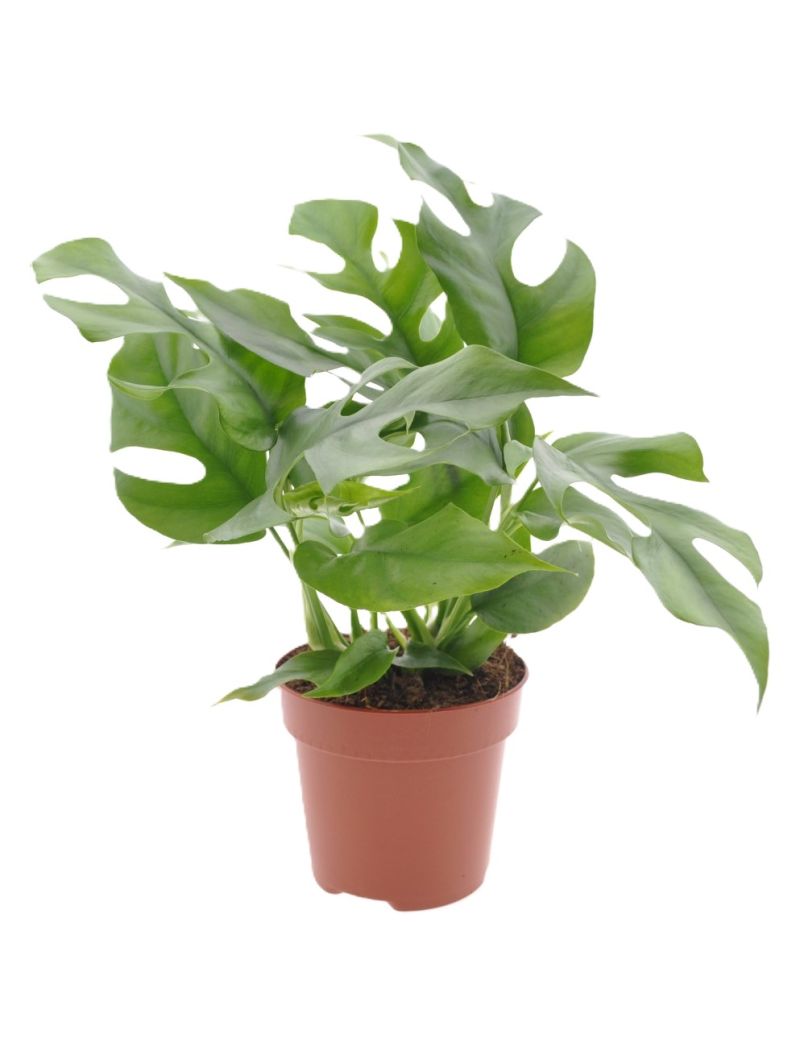 Rhaphidophora tetrasperma com folhas fenestradas verdes em planta tropical trepadora de coleção