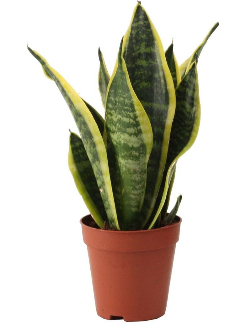 Sansevieria trifasciata ‘Futura Superba’