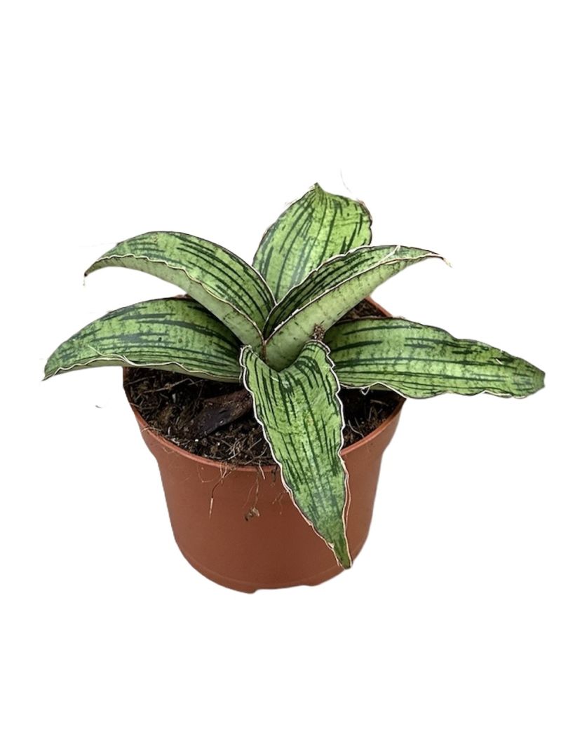 Sansevieria Cleopatra