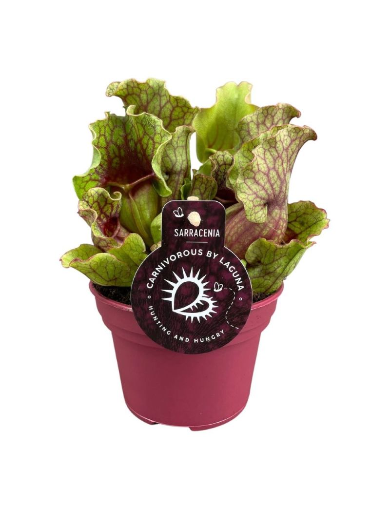Sarracenia purpurea venosa 'Clementina'