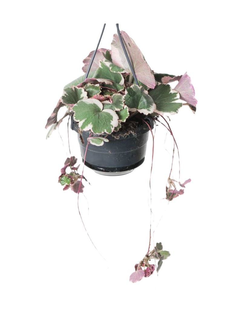 Saxifraga stolonifera 'Tricolor'