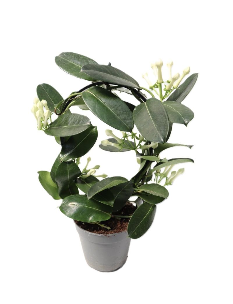 Stephanotis floribunda planta trepadeira com flores brancas perfumadas