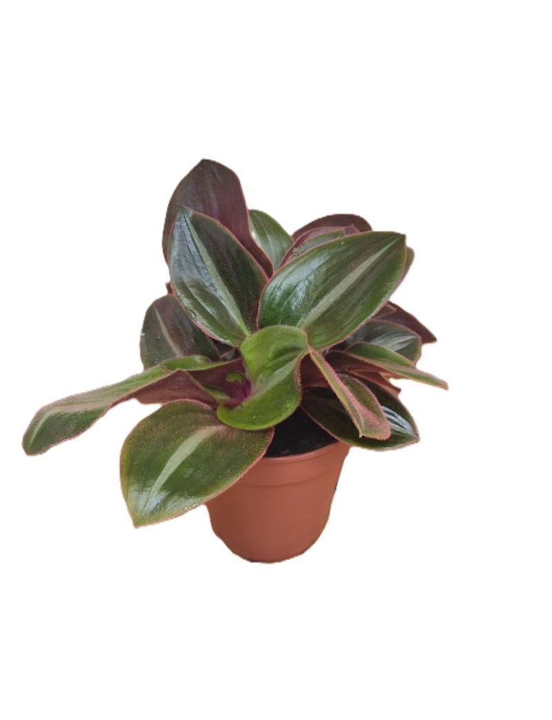Tradescantia siderasis fuscata