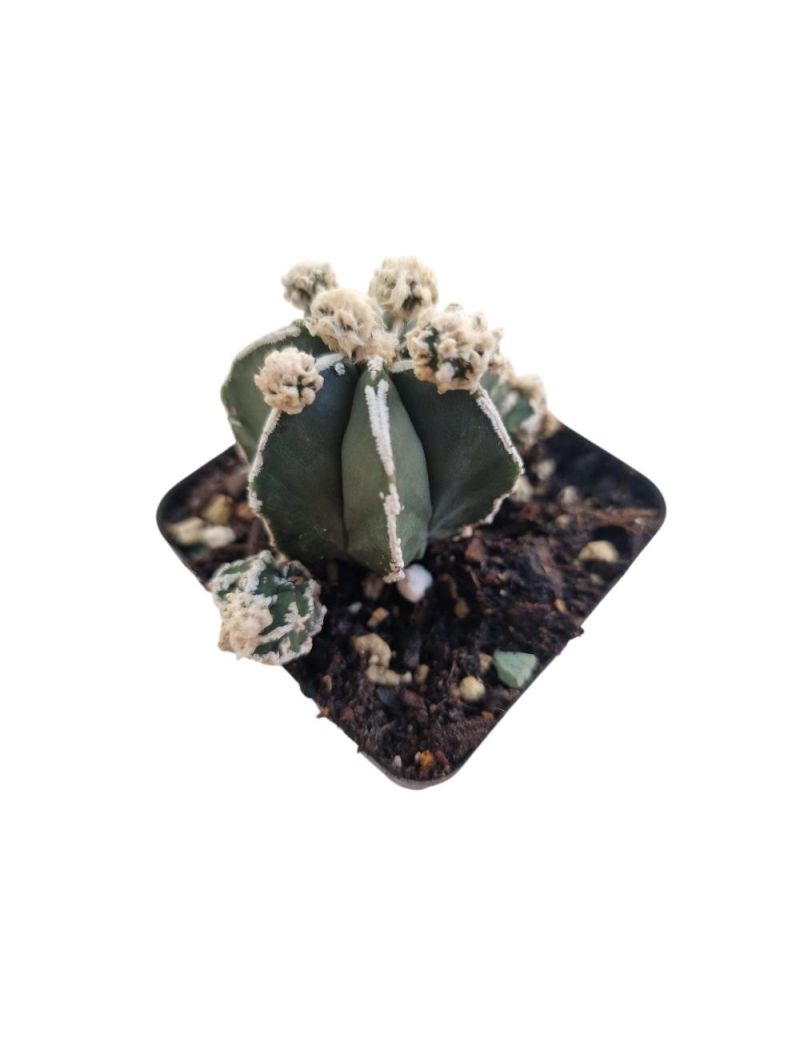 Astrophytum Fukuryu Hakujo