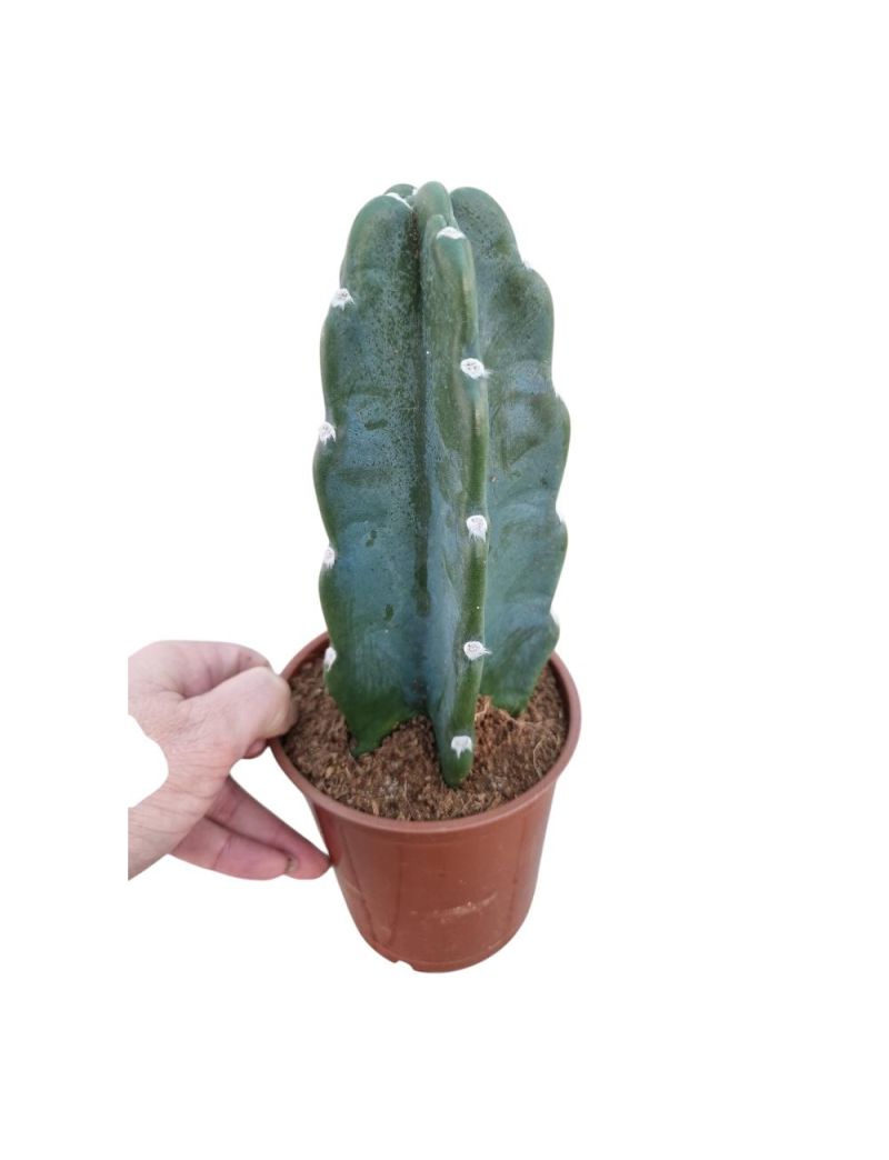Cereus jamacaru 'Cuddly Cactus'