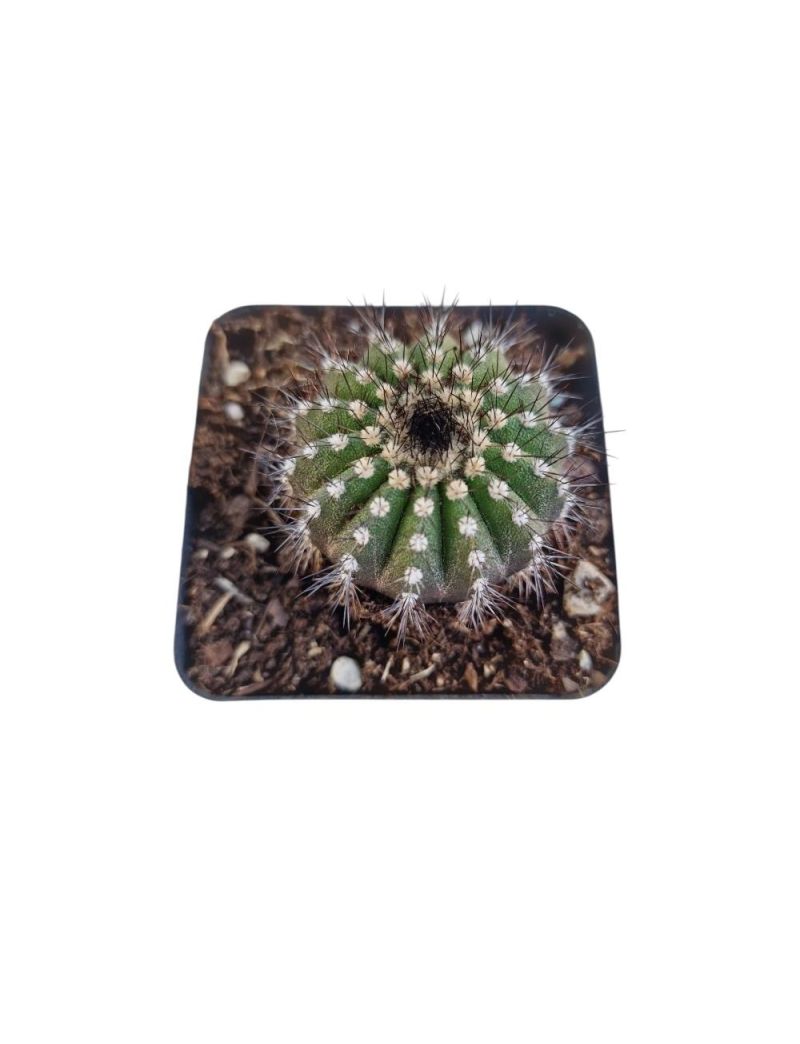 Uebelmannia pectinifera