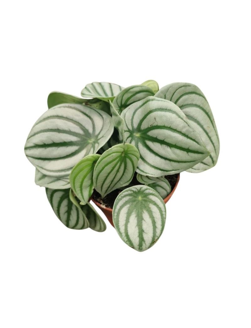 Peperomia Melancia