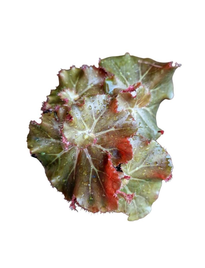Begonia erythrophylla