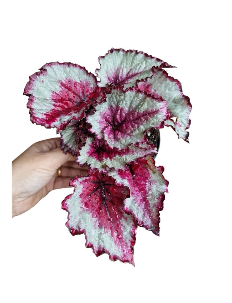 Begonia rex ‘Odissi’