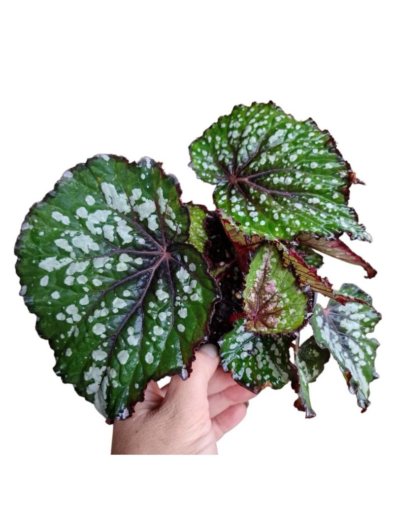 Begonia rex 'Bostella'