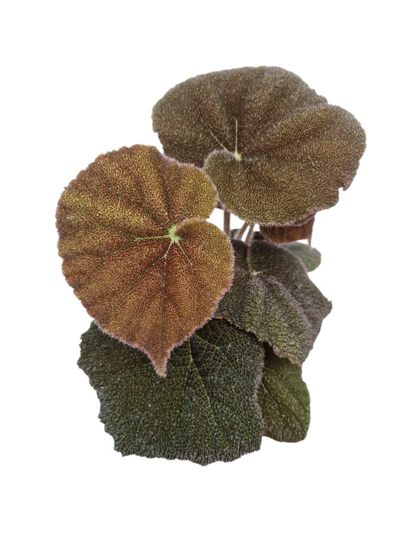 Begonia masoniana 'River'