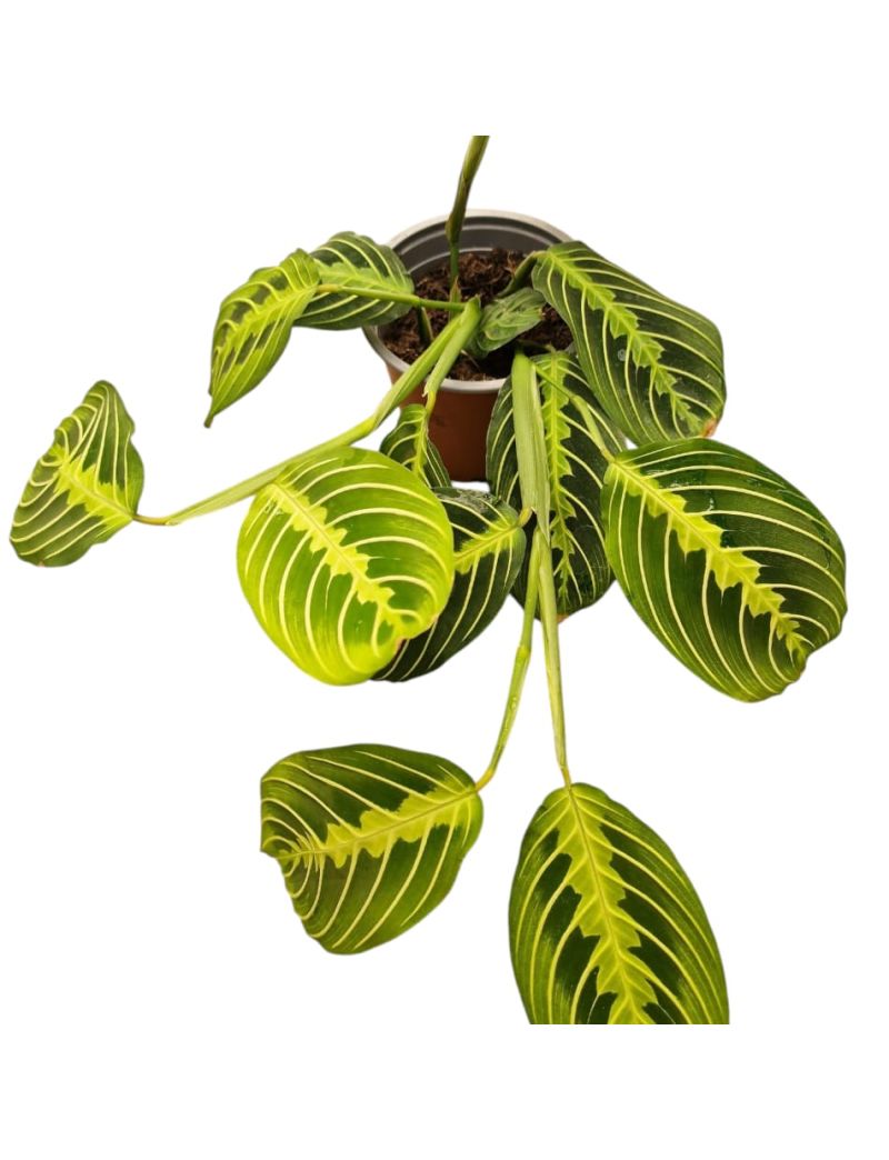 Maranta leuconeura 'Lemon Lime'