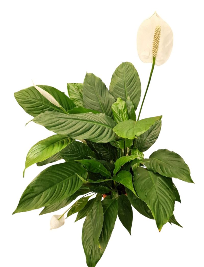 Spathiphyllum blandum