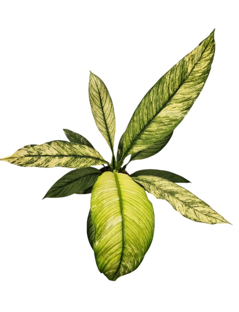 Spathiphyllum 'Sensation Variegata'