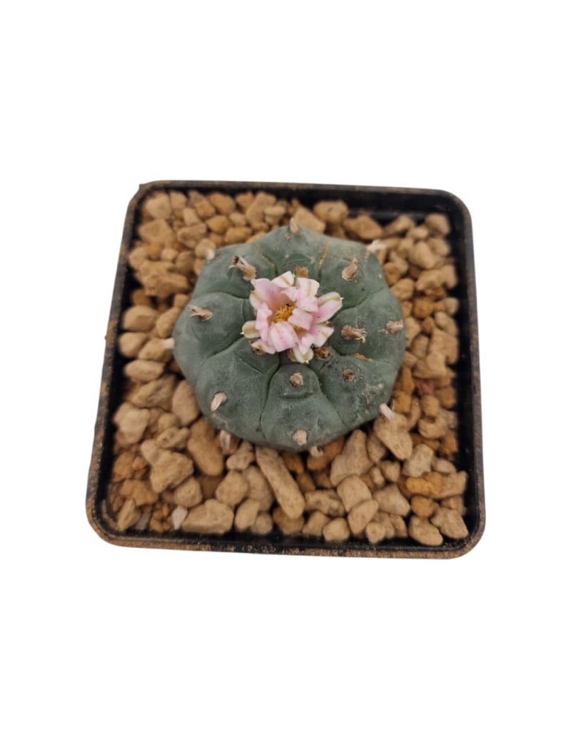 Lophophora williamsii
