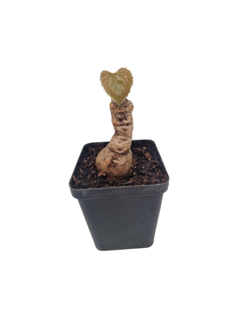 Ampelocissus martini