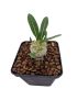 Pachypodium brevicaule (enxertado P. Lamerei)