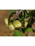Euphorbia croizatii