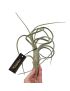 Tillandsia Intermedia