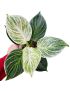 Philodendron birkin 'White measure'