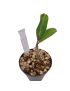 Adenium dhofarense