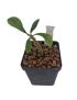 Dorstenia gigas