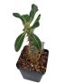Pachypodium rosulatum