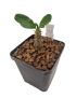 Pachypodium windsorii