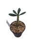 Dorstenia gigas