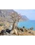 Adenium dhofarense