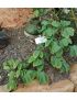 Adenia glauca