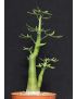 Adenia venenata