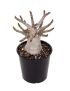 Adenium obesum 'Baobab'