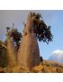 Adenium socotranum