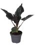 Alocasia 'Antoro Velvet'