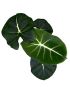 Alocasia micholitziana ROUND TYPE