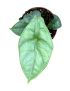 Alocasia puncakborneensis