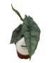 Alocasia heterophylla 'Dragons Breath'
