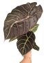 Alocasia longiloba