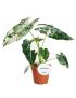 Alocasia micholitziana 'Frydek Variegata'