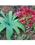 Ammocharis coranica
